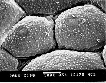 Media type: image; Herpetology R-51690